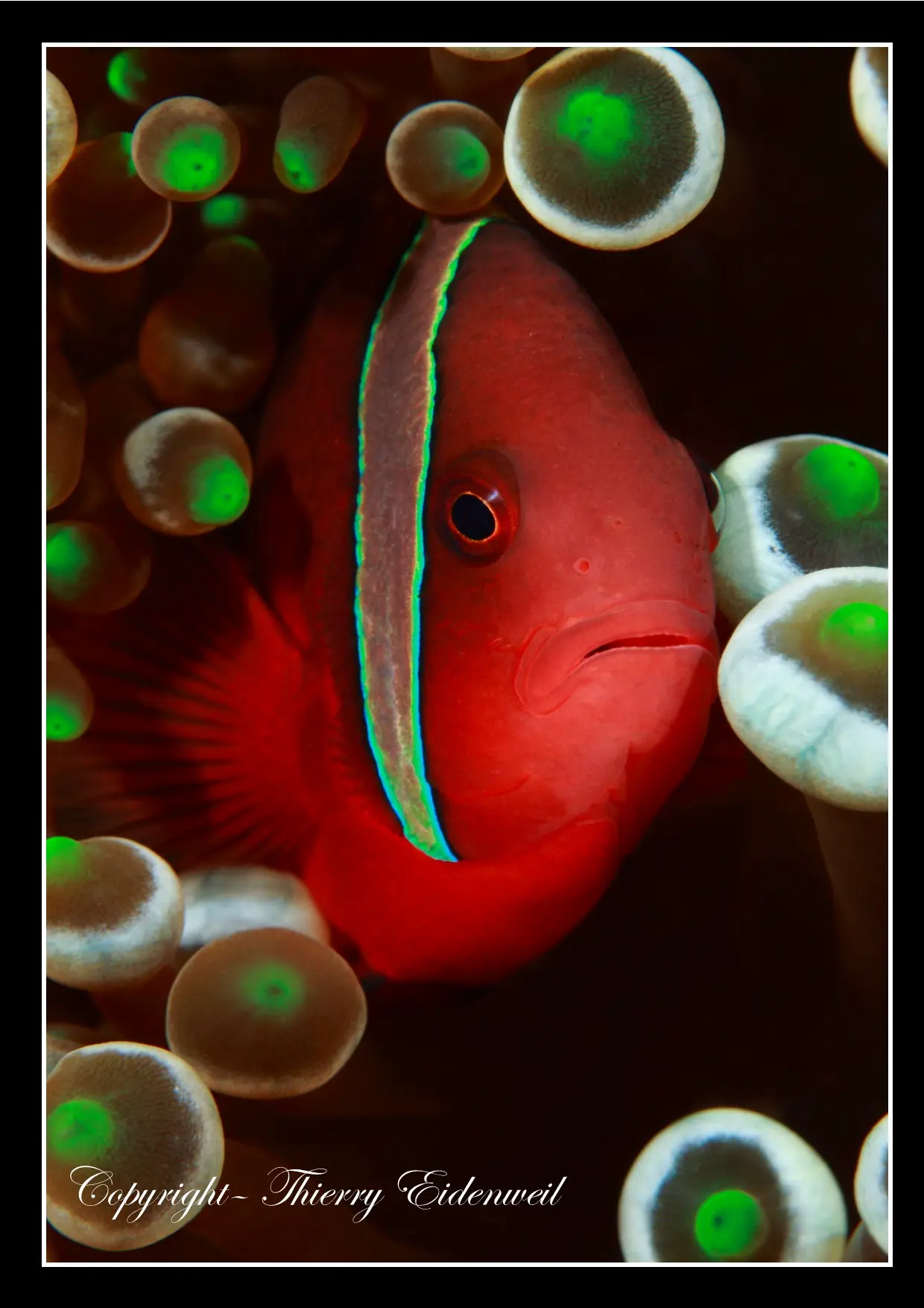 Anilao Macro Dive Media Highlight